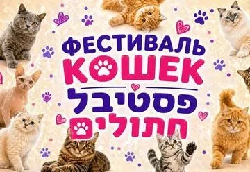 פסטיבל חתולים לכל המשפחה