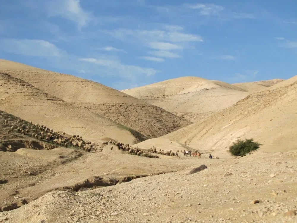 מתקוע לים המלח