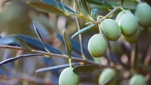 הבית כבית מרקחת