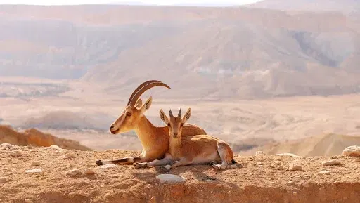גן לאומי מצדה - אתגר מצדה