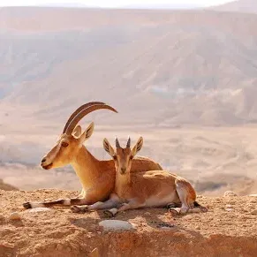 גן לאומי מצדה - אתגר מצדה