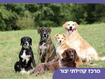 חגיגה בגינה - כלבנות ואילוף כלבים