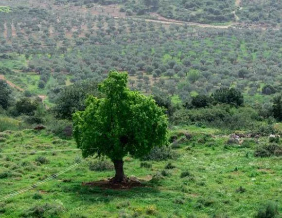 יוליארט – “צועדים בשביל בית הכרם החדש” עם מורה הדרך איתן עומר