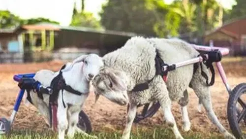טיול משפחות לחוות החופש