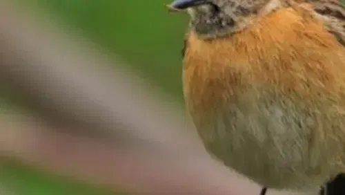 צפרות בשקיעה למשפחות