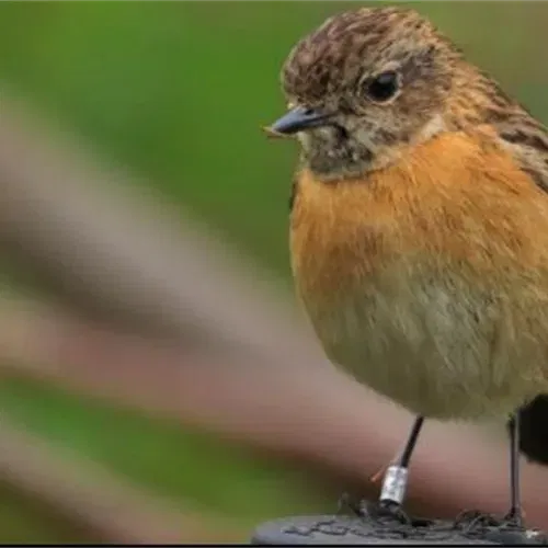 צפרות בשקיעה למשפחות