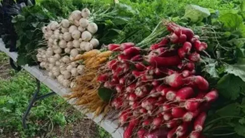 חוג גינון לילדים בגן הירק היצרני