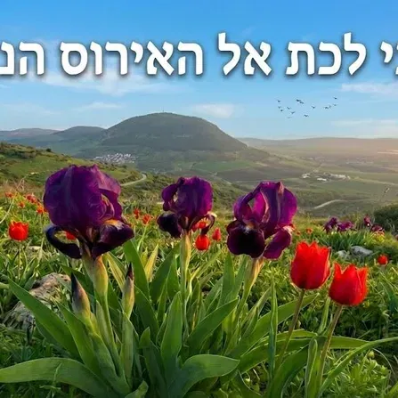שבת 6/3: מיטיבי לכת יער בית קשת והר דבורה