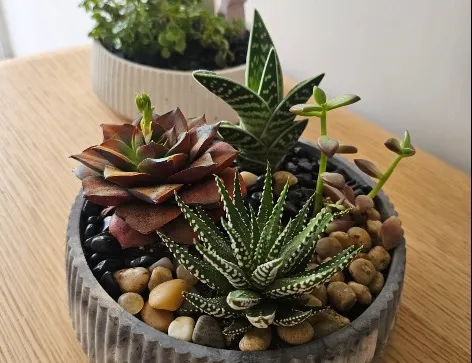 סדנת עציץ מעוצב וסוקולנטים🌵