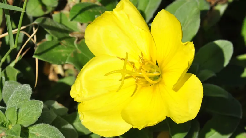 סיור מודרך בגן הבוטני בשילוב כניסה למוזיאון