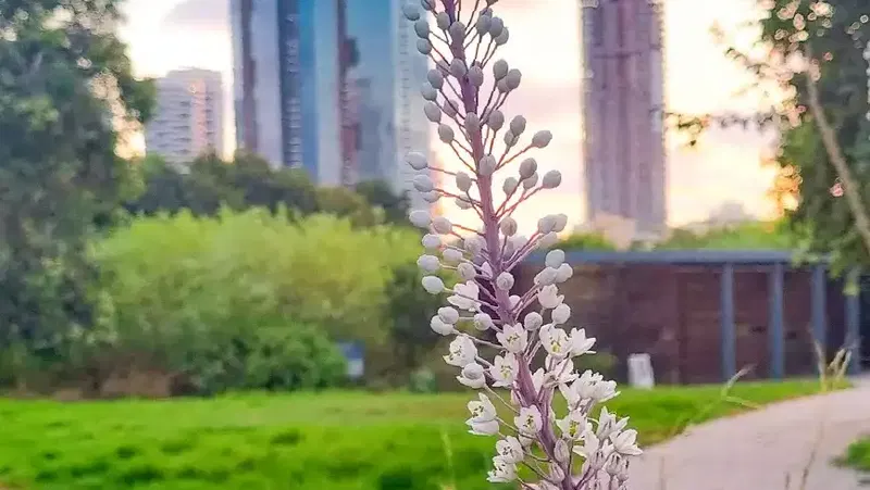 בין סתיו לחורף בגני יהושע