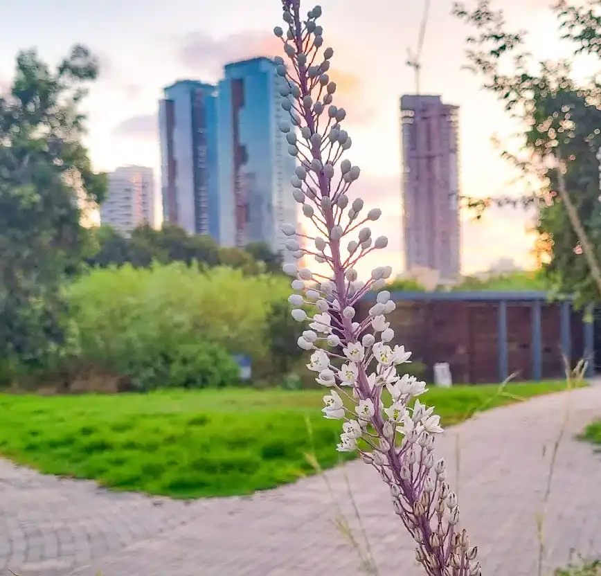 בין סתיו לחורף בגני יהושע