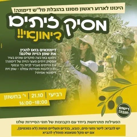 מסיק זיתים