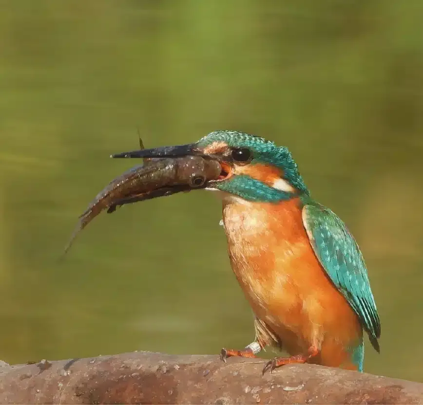 Introduction to Birdwatching