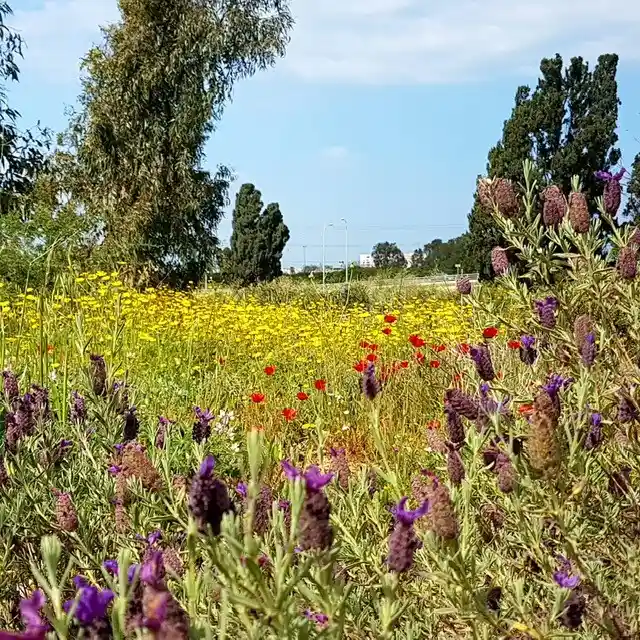 הפנינג משפחתי במתחם טבע עירוני "הכדורת"