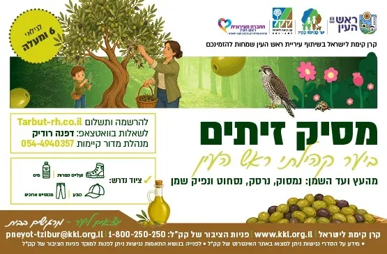 מסיק זיתים
