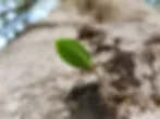 פארק וולפסון - כיכר לבנה