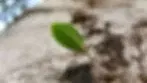 פארק וולפסון - כיכר לבנה