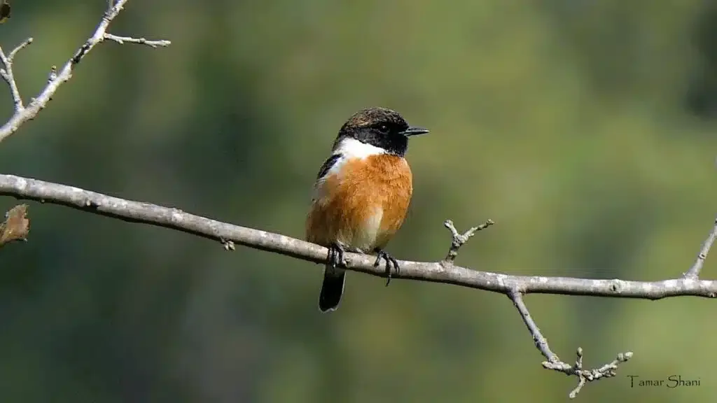 Birdwatching Tour for Adults