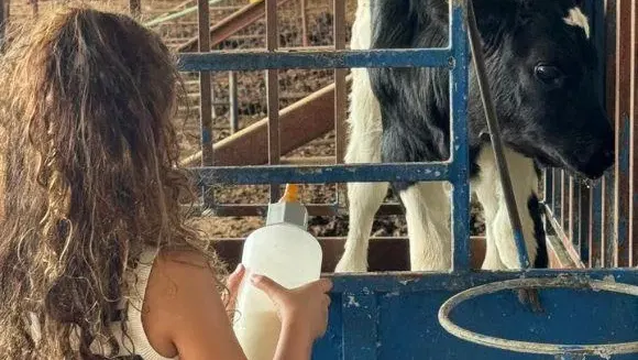 פסטיבל חלב ודבש במשק דוגמא – חוויה משפחתית בסוכות