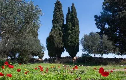 החוויה המודיעינית: גבעת הברושים – בטבע שלי