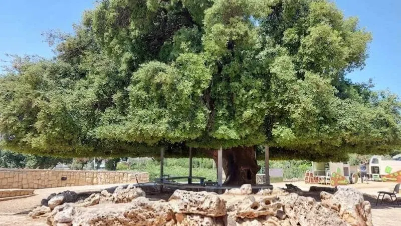 משוטטים בעציון