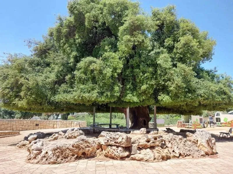 משוטטים בעציון