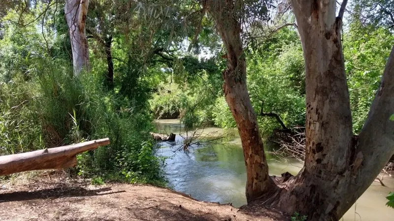 טיול משפחתי בין עצי האקליפטוס לאורך נחל חרמון
