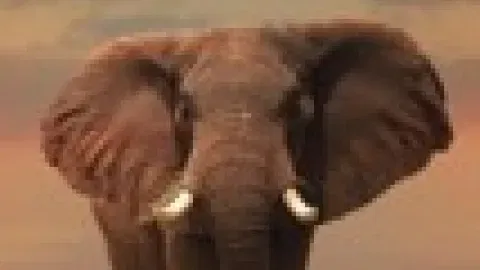 The Memory of an Elephant by Alex Lasker