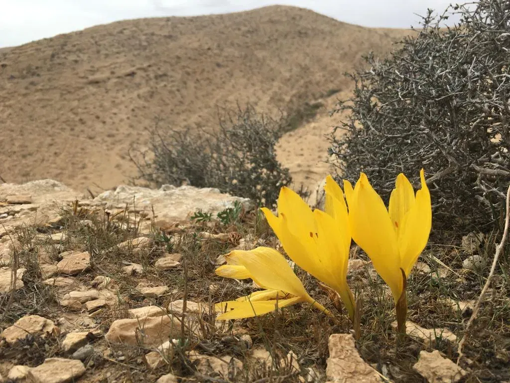 טיול סתווי מדברי באזור ירוחם