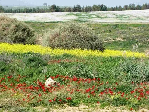 הבה נגילה: סיור בשמורת פורה בין היסטוריה ופריחה