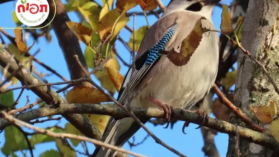 סיור טבע וצפרות למשפחות בדרום השרון