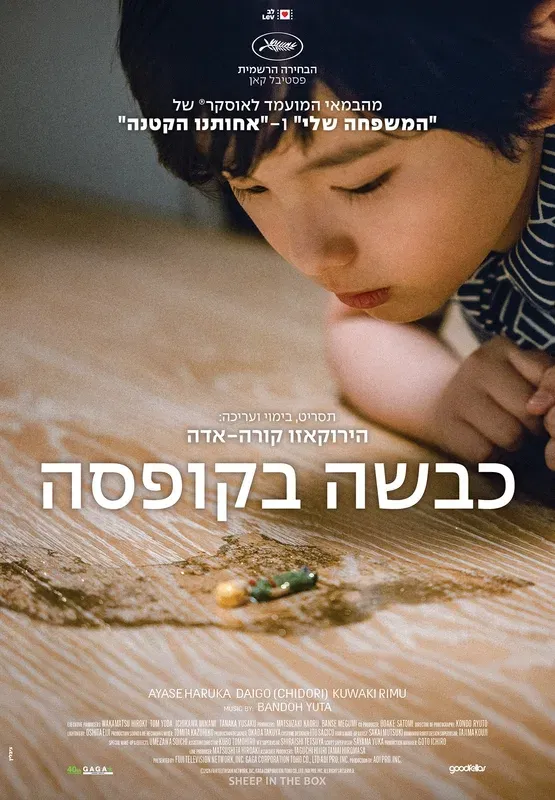 כבשה בקופסה