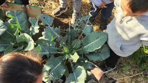 שבוע החקלאות בחווה של גן עדן-קיבוץ רמות מנשה