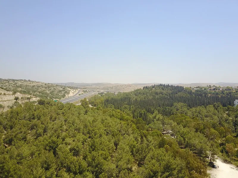 יער ראש העין